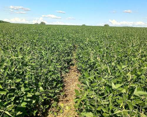 Campo Agricola 70 Hectareas