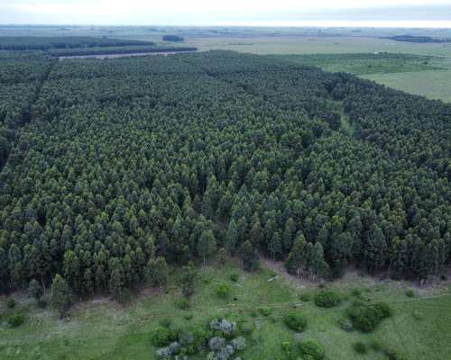 289 Has muy Buen Campo Forestal y Ganadero en Entre Ríos
