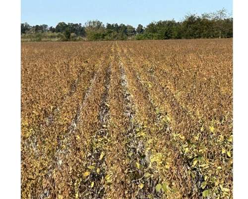 Zárate -47 HA- Buenos Aires