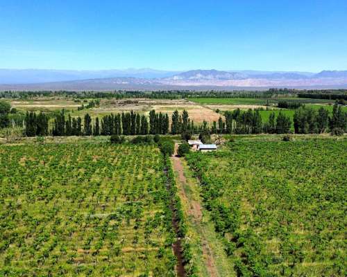 Finca en Venta 47.5 Ha Jocolí, Mendoza