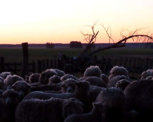 Campo en Venta Uruguay, Flores