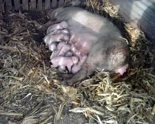 Cachorras Landrace X Yorkshire