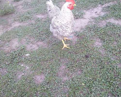 Gallos Bataras Puros Nuevos