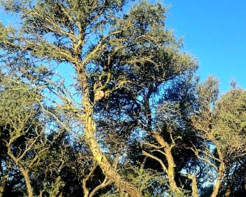 Gran Estancia con Riego, 1600 Ha en Pedro Luro - Pcia BS AS