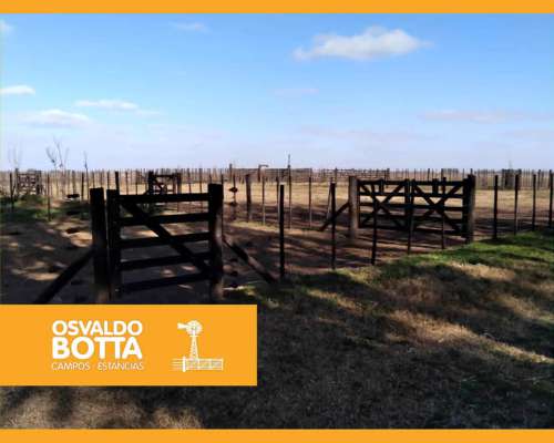 450 Hectáreas en Lincoln, Provincia de Buenos Aires