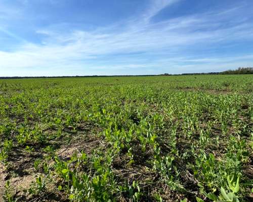 Campo Agrícola 58 Hectáreas