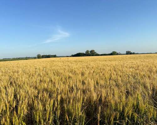 🌾 Campo de 10 Hectáreas en Venta – Suipacha, Buenos Aires