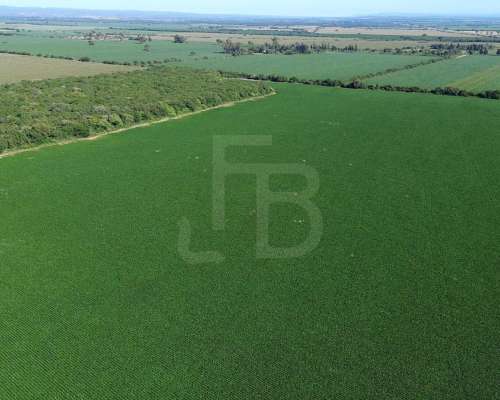 Campo Agrícola en Venta- 118 Ha en Sarmiento, Córdoba