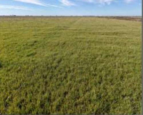 Vendo 92 Hs en Piamonte Precio 6500 la Hs