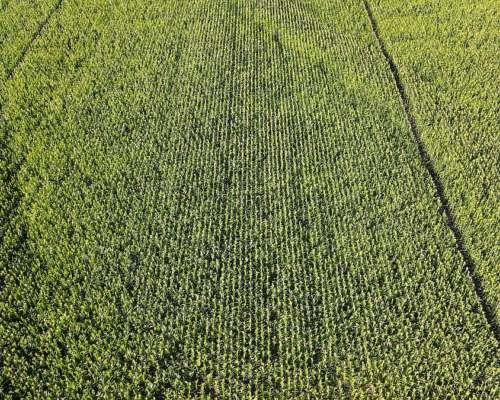 80 Hectáreas Agrícolas Rosario del Tala