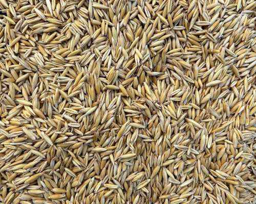 Vendo Semilla de Avena U16