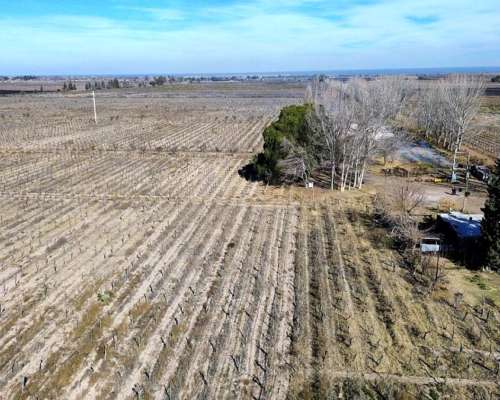 Finca de 74ha en la Central Rivadavia, Pozos y Goteo