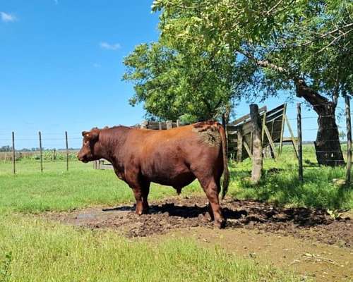Toros Angus Negro y Colorado