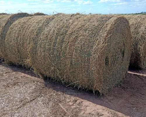 Rollos de Alfalfa 2026