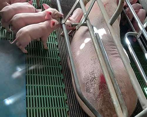 Santiagueño SE Ofrece para Labores de Campo Solo sin Familia
