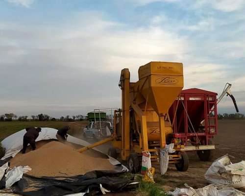 Clasificadora de Sem. Super Luini 180 MAX en muy Buen Estado