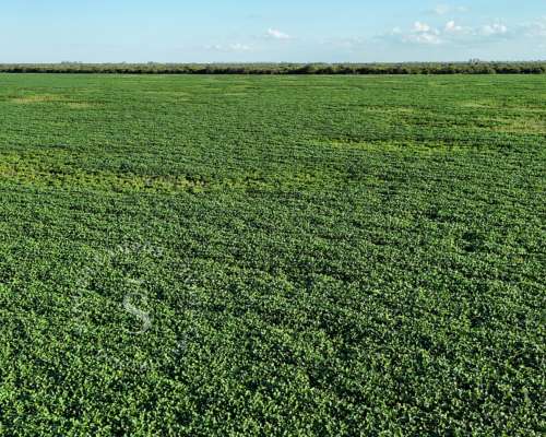 Venta Campo Agrícola. SA Pereyra, Santa FE. 115 HA.
