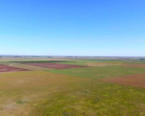 500 Has en Saavedra - BS. AS. - Agrícola - Venta