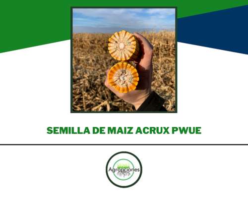 Semilla de Maiz Acrux Pwue
