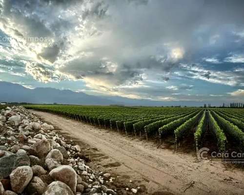 Se Vende Finca de 170ha con Plantaciones de AJO en San Carlo