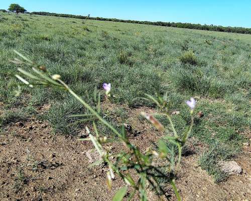 585 Ha Ganaderas en Alquiler – Santa FE