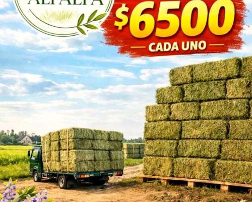 Alfalfa Premium - Calidad Garantizada, en Abasto,la Plata