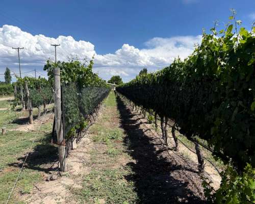 Finca con Viñedos de Alta Calidad - el Cepillo , Mendoza