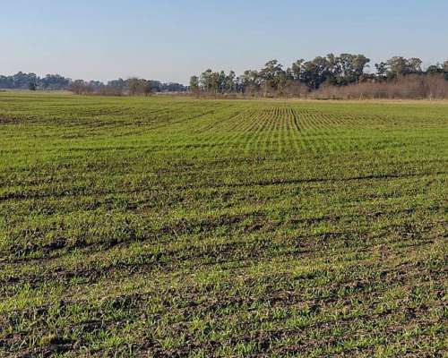 Alquilo Campo 70 Ha Agricolas Gral las Heras