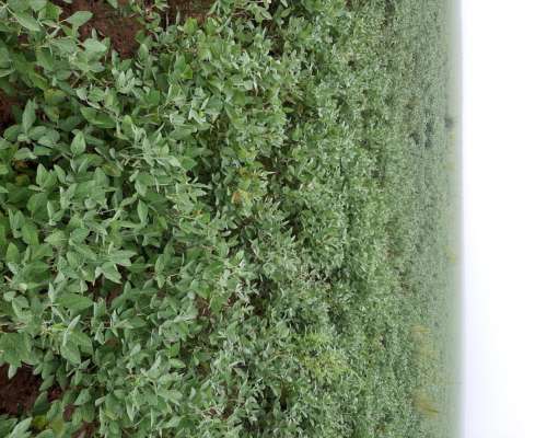 Vendo 200 Ha Agricolas, Rio Cuarto, Cordoba