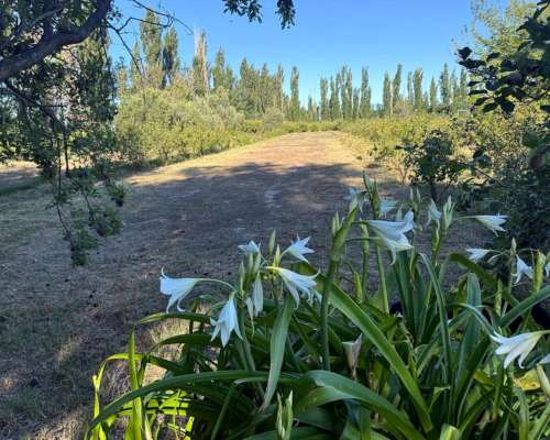 Finca en Venta de 9 Hectáreas / San Rafael - Mendoza
