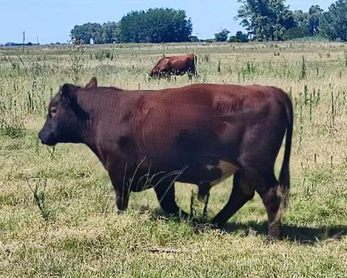 Vendo Toro Puro Aberdeen Angus Colorado