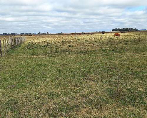 300 Has Mixtas Gral Viamonte