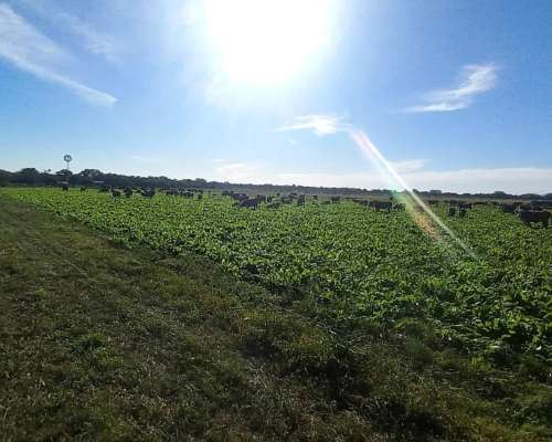 Campo Mixto 42 Hectareas Entre Rios
