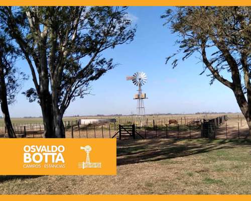 450 Hectáreas en Lincoln, Provincia de Buenos Aires