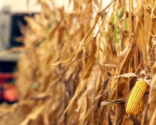 8 Ha Agrícolas.- Departamento Nogoyá.- Excelentes