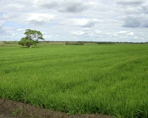 Se Arrienda Campo Mixto en Corrientes