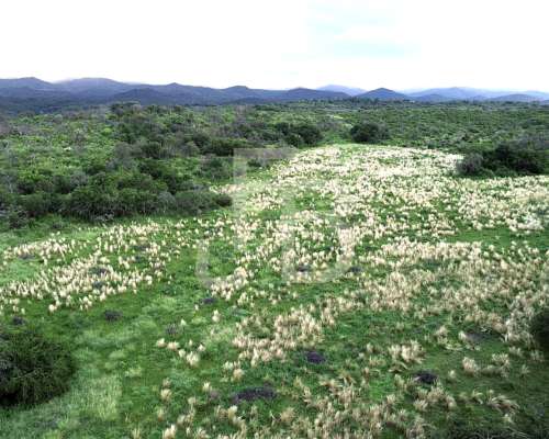 Campo 12 HA, Falda del Carmen