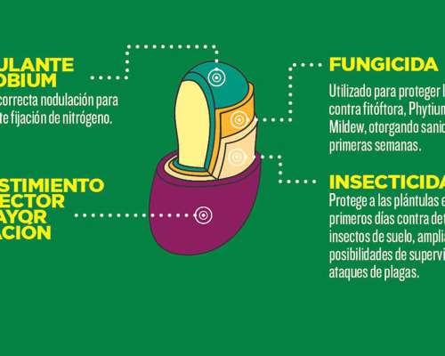 Alfalfas WL - WL 828