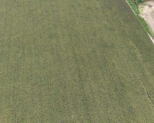 80 Ha Mixtas con 35 Ha Agrícolas. Departamento San Martin.