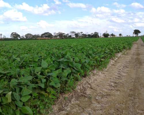 Venta. 600 Has Agricolas en Guemes (chaco)