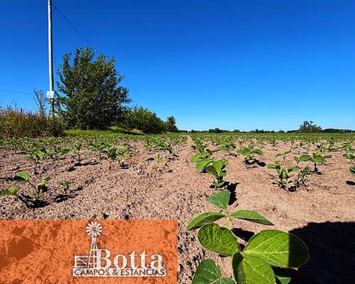 24has en Venta en Carlos Keen, 100% Agrícolas