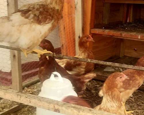 Gallinas Ponedoras Proximas a Poner.