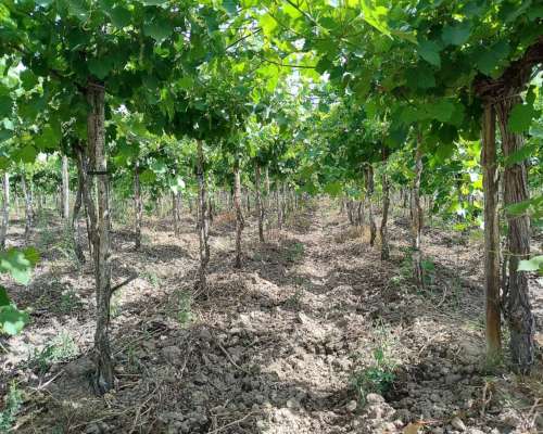 Campo con Buena Producción de UVA y Pozo con Bomba.