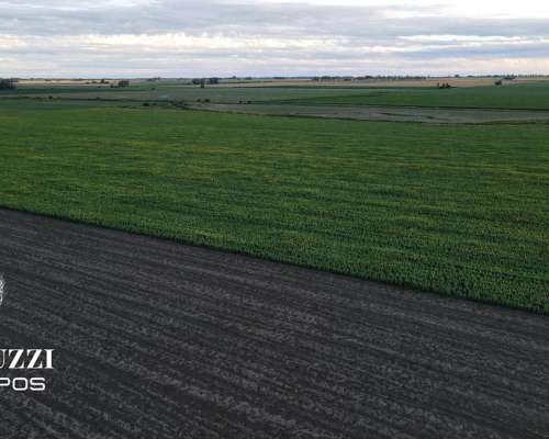 230 Ha Agricolas en los Cardos