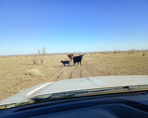30.000 Ha Algarrobo del Aguila