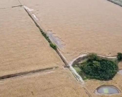 214 Ha Agrícolas Colonia Belgrano Santa FE