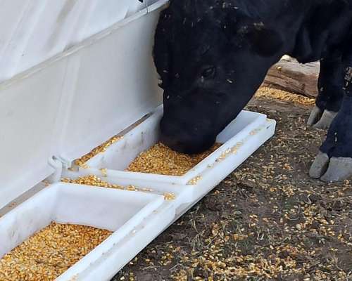 Comederos Autoconsumo de 4.500, 7.000 y 9.000 Kg (sin Iva)