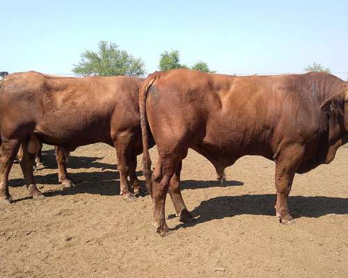 Toros Brangus Colorados-san Javier