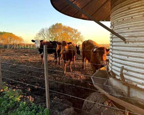 Campo Ganadero en Pergamino