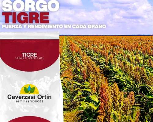 Sorgos Graniferos, Doble Propósito y Forrajeros